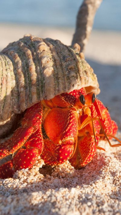 Краб отшельник рор 2