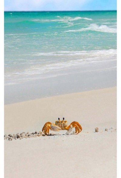 Краб на песке