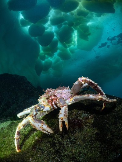 Камчатские крабы