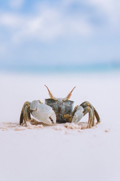 Милые Крабы