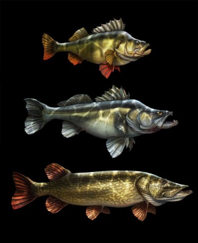 Tommy Kinnerup рыбы