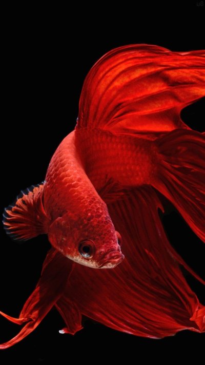 Сиамская Бойцовая рыбка