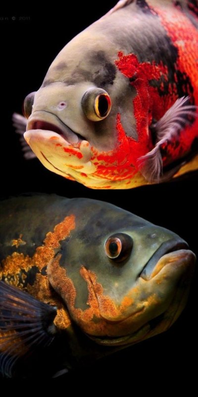 Рыбка Астронотус