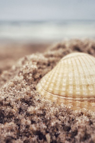Ракушки на песке