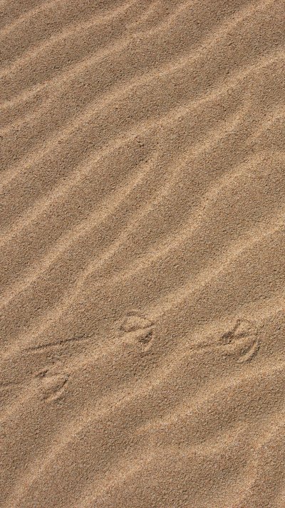 Следы в пустыне обои