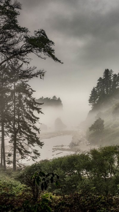 Беловежская пуща туманный лес