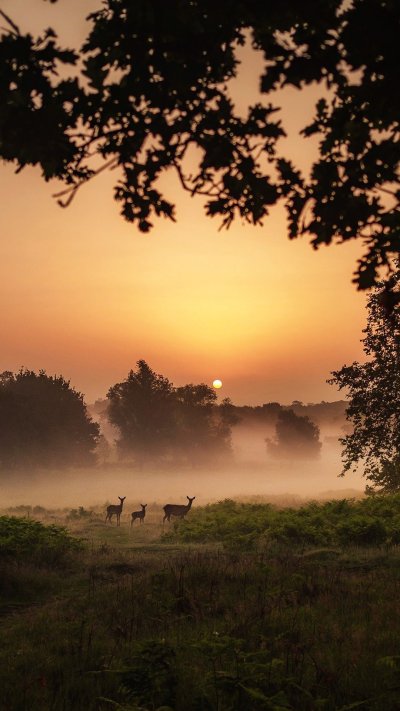Закат в тумане