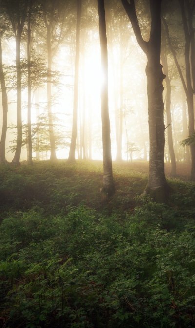 Лес в тумане