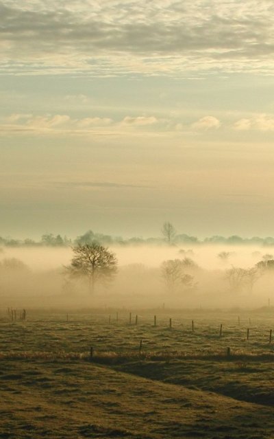 Поле в тумане