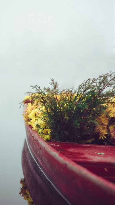 Цветы в лодке