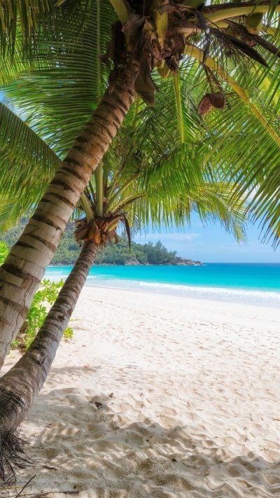 Тропический пляж