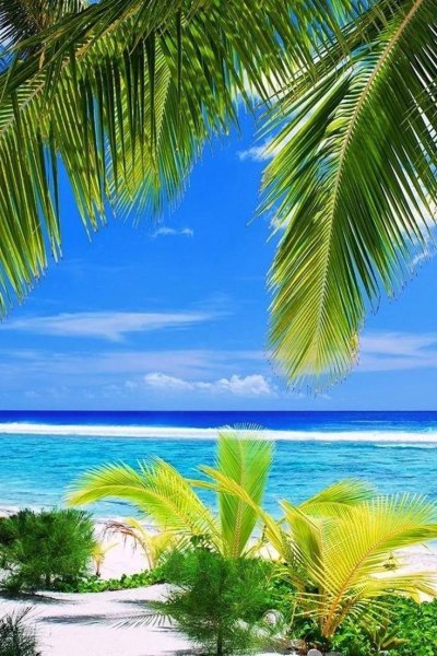 Пляж с пальмами