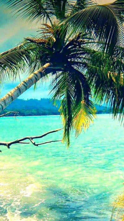 Природа пальмы