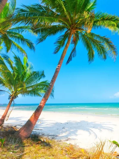 Тайланд пальмы