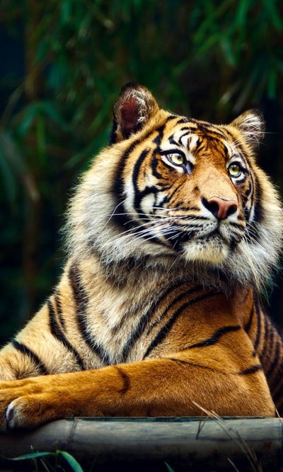 Тайгер тигр