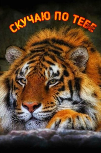 Красивый тигр