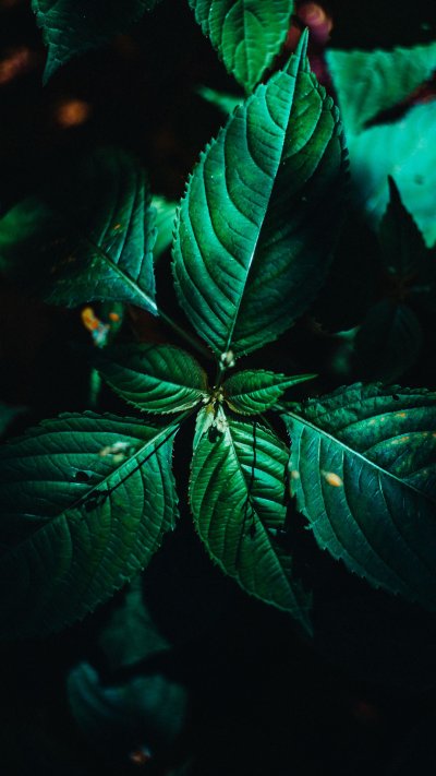 Красивые листья темные