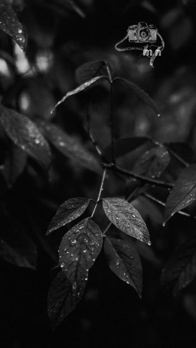 Темные листья