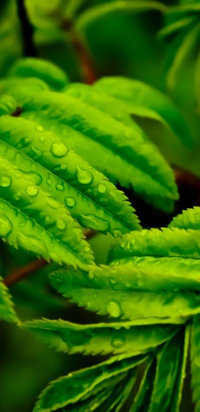 Красивые зеленые растения