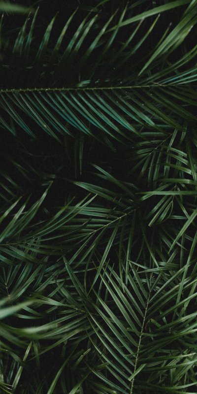 Лист пальмы