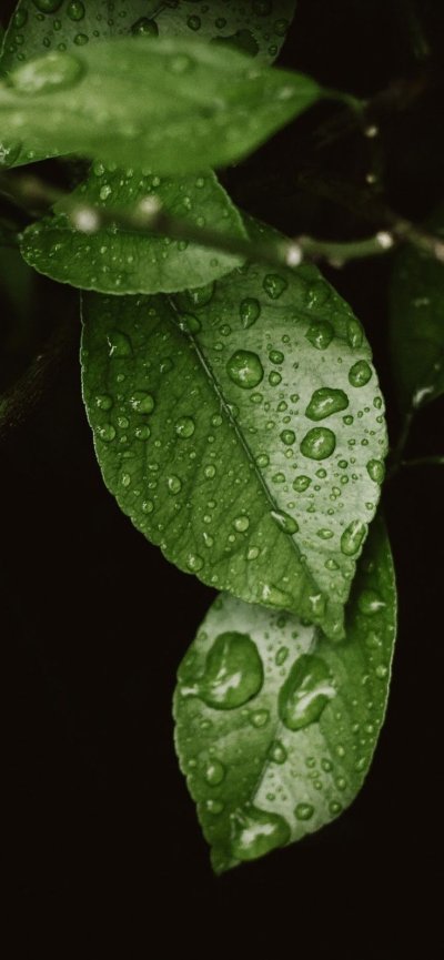 Капли на листьях