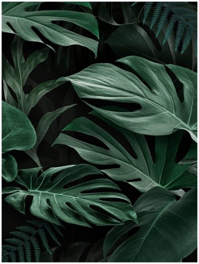 Монстера Тениус