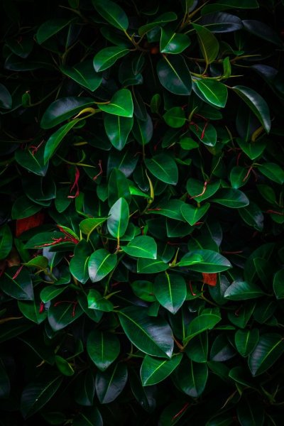 Плющ фикус