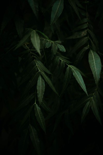 Темные листья