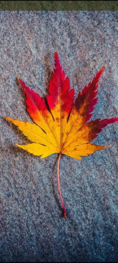 Кленовый лист