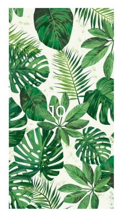 Монстера эскулетто