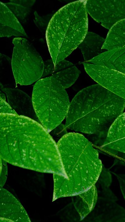 Зеленый лист