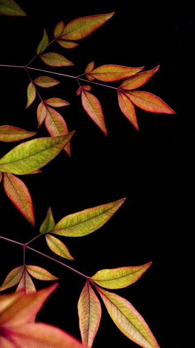 Темные листья