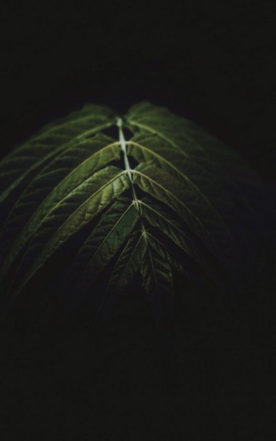 Листья на черном фоне