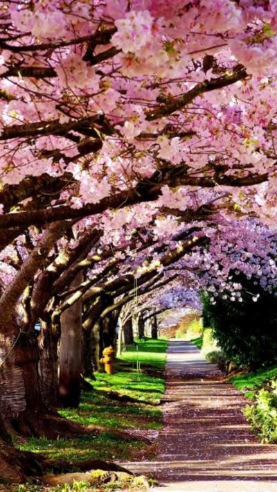 Pink черри блоссом дерево деревья парк