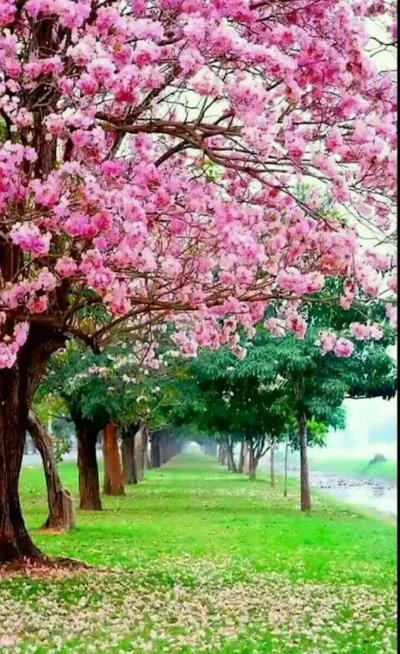 Цветущее дерево