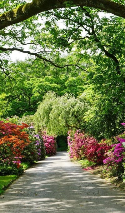 Красивый сад