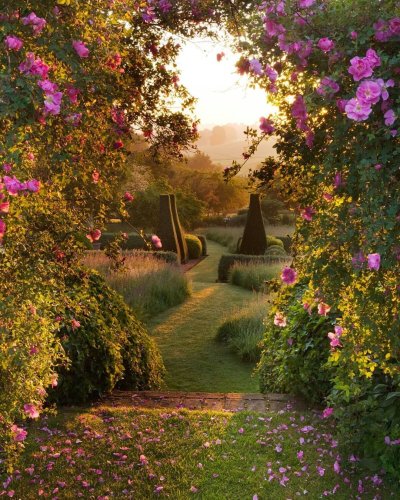 Аллея роз Дрезден