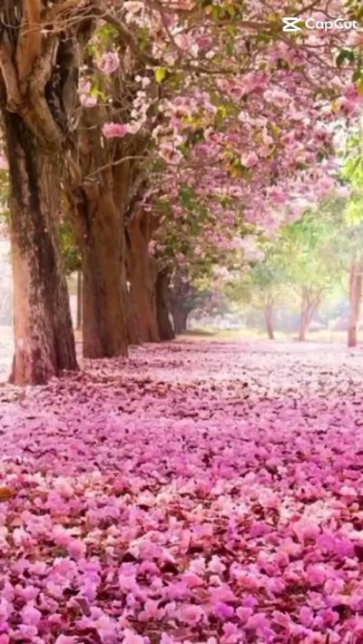 Розовое дерево Байя