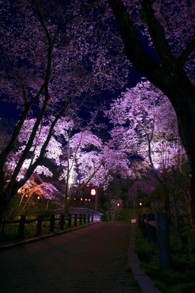 Черри блоссом Найт