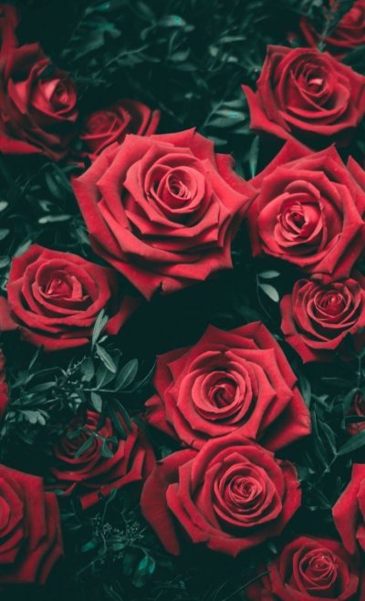 Красивые розы