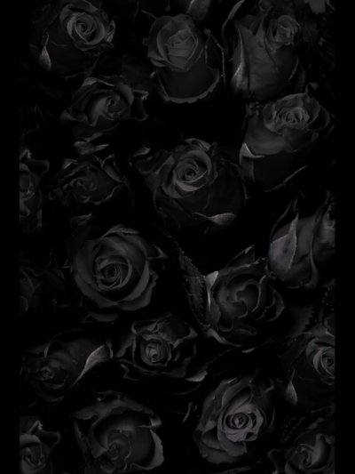 Черная роза