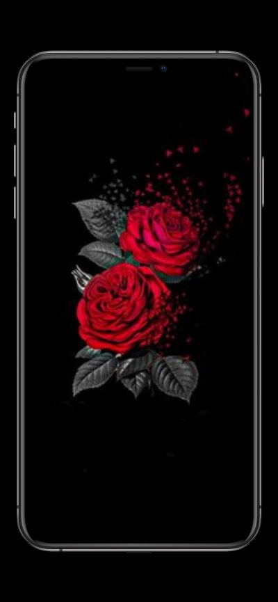 Красная роза на черном фоне