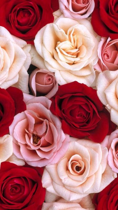 Красивые розы