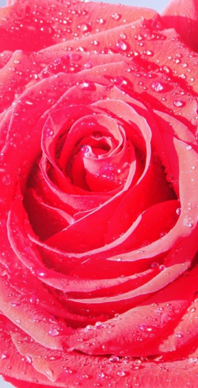 Розовые розы