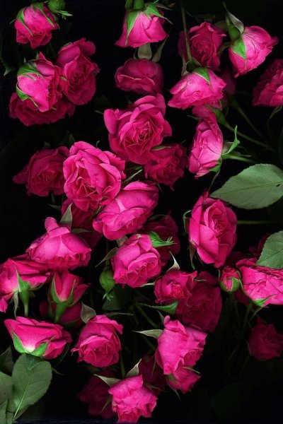 Кустовые розы фуксия