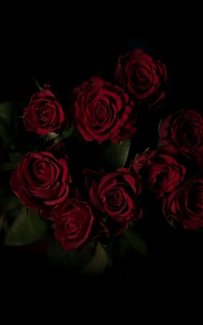 Роза бордовая