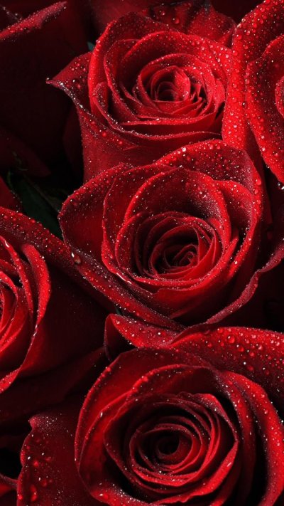 Красный цветок