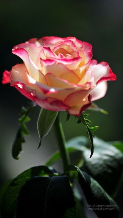 Красивые цветы