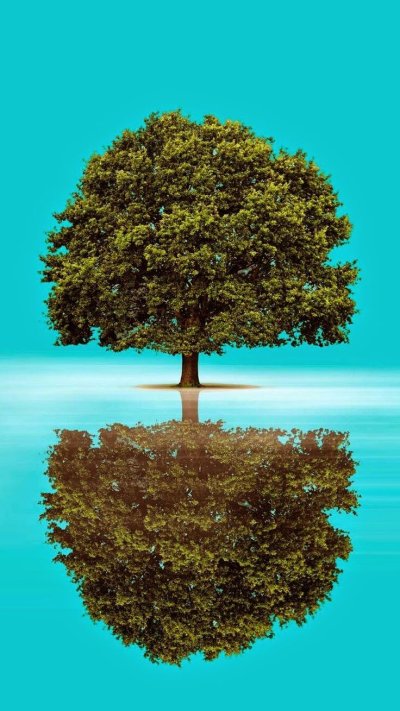 Красивое дерево