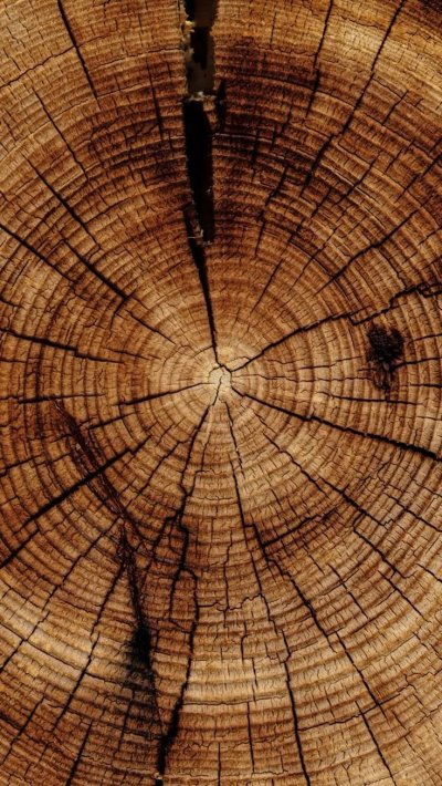 Текстура дерева